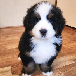 Bernese Mountain Dog Puppies from Allison Thornton