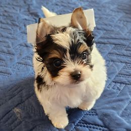 Boy 2 - Black tan and white male Biewer Terrier puppy in Tacoma, Washington from ShadysAcre Biewers