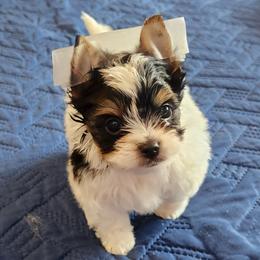 Boy 2 - Black tan and white male Biewer Terrier puppy in Tacoma, Washington from ShadysAcre Biewers