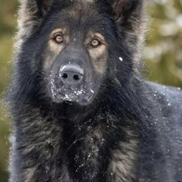German Shepherds from Vom Wustefeuer German Shepherds