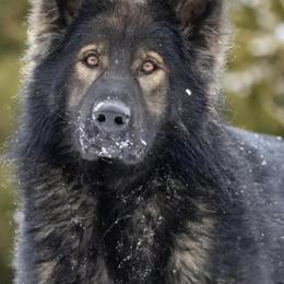 German Shepherds from Vom Wustefeuer German Shepherds