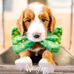 Milo - Red  male Goldendoodle puppy in Mahomet, Illinois from Jordan Family Doodles