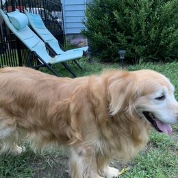 Bailey - Golden Retriever