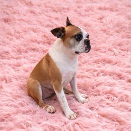 AKC/CKC Sydney Sundae - Boston Terrier