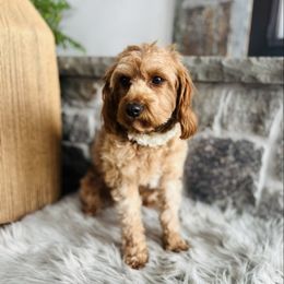 Stella - Cavapoo