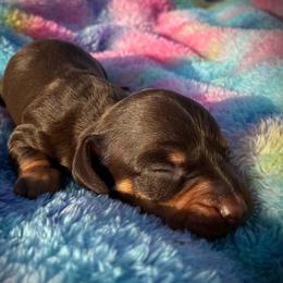Bottega - Chocolate and tan male Dachshund puppy in Harrison, Arkansas from Dachshunds on the Hill