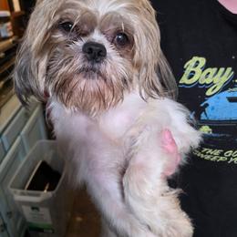 Jude - Sable and white male Shih Tzu puppy in Troy, Ohio from Ever After Tails