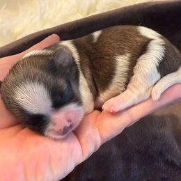 Golden Graham- AKC Champion Bloodline - Gold and white male Shih Tzu puppy in Long Beach, California from Prieto Shih-Tzu's