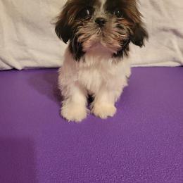 Gavin - Tricolor male Shih Tzu puppy in Parma, Ohio from D's DeVine Shih-Tzu