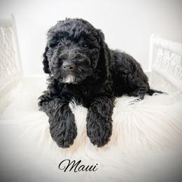 Maui - Black male Goldendoodle puppy in from Pink Poodles and Doodles