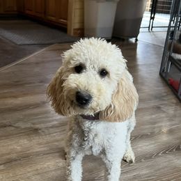 Bridgette - Goldendoodle
