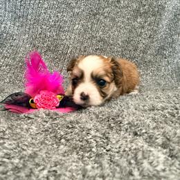 Lupita - Red and white female Chihuahua puppy in Seneca, Missouri from Stephanie’s Puppy Colony