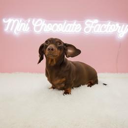 Roxy - Chocolate and tan female Dachshund puppy in Liberty, Texas from Mini Chocolate Factory