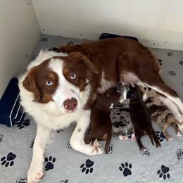 Miniature Australian Shepherd puppies from Northern Neck Aussies