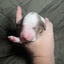 Juilet - Merle female Cavapoo puppy in Austin, Texas from Doodles of Central Texas