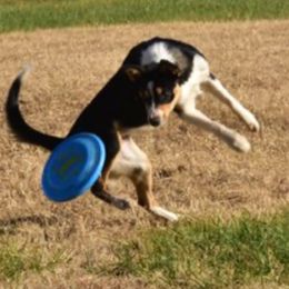 Border Collies from Johnson Farm