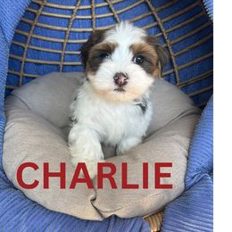 AKC CHARLIE - Black and white Havanese puppy in Fielding, Utah from LUCKY HAVANESE