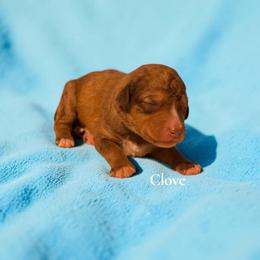 Clove - Brown and white male Aussiedoodle puppy in Ellenburg Center, New York from Kristin's Puppies