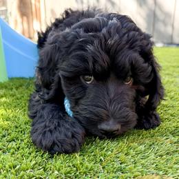 Percy (blue collar) - Black male Goldendoodle puppy in Murrieta, California from Apricot Poodles & Goldendoodles, LLC