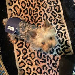 Little Boy - Yorkshire Terrier