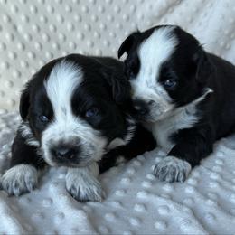 Boy 5 - Black & white male Australian Shepherd puppy in Quaker City, Ohio from Wagon Wheel Aussies and Corgi’s