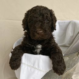 Poodles from Black Creek Poodles & Doodles
