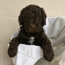 Poodles from Black Creek Poodles & Doodles