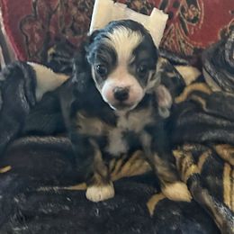 Jun - Black and white male Chinese Crested puppy in Henderson, Kentucky from Western Kentucky Chihuahua’s and Chinese Crested’s