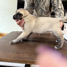Anatolian Shepherd Dog Puppies from Swan Falls Farm
