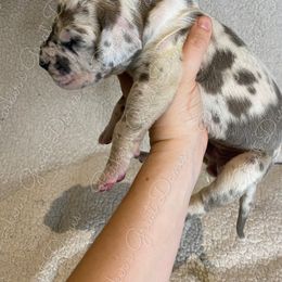 Great Dane Puppies from Parker's Great Danes