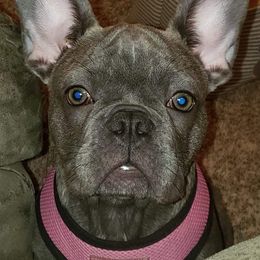 French Bulldogs from Rend Lake Frenchies