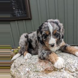 Gus - Blue merle male Bernedoodle puppy in Beach City, Ohio from Blue Cloud Doodles