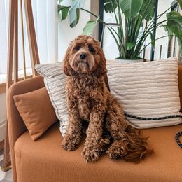 Cavapoo, Cockapoo, and Goldendoodle Puppies from Rocking JH Doodles