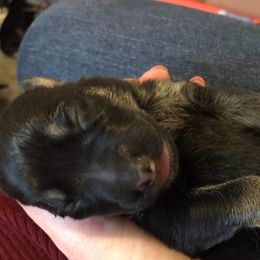 German Shepherd Puppies from Hacker Haus GSDs