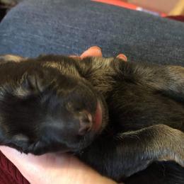 German Shepherd Puppies from Hacker Haus GSDs