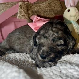 Allie - Blue merle female Aussiedoodle puppy in Midlothian, Texas from Gray Doodles