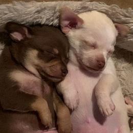 Chihuahuas from Kelly Thayer's Chihuahuas