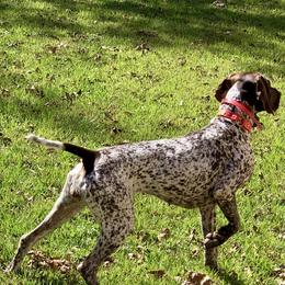 Cora  - German Shorthaired Pointer