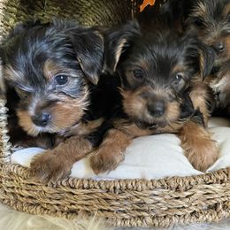 Yorkshire Terrier Puppies from Yuppie Yorkies