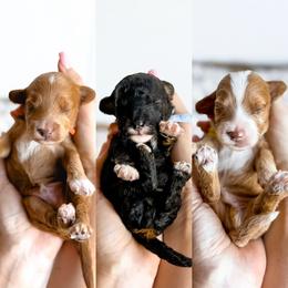 Boy Pick 2 - Red male Cavapoo puppy in Melbourne, Florida from Space Coast Doodle Co.
