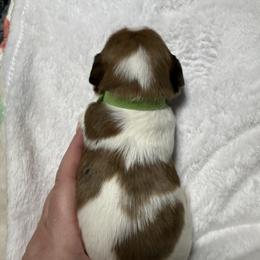 Chris - Piebald male Dachshund puppy in Milo, Missouri from Gillian’s Darling’ Doxies