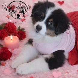 Nyx - Black tri-color female Australian Shepherd puppy in Fultonville, New York from Sandy Aussies & Pomeranians