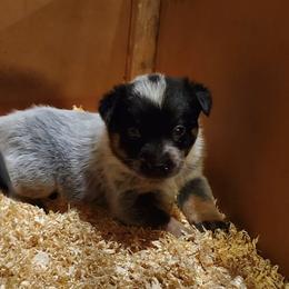Australian Cattle Dog and Pembroke Welsh Corgi Puppies from Leatherman Quarter Horses