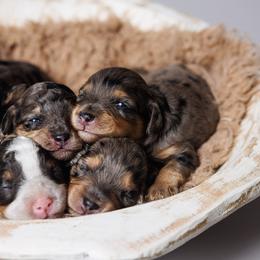 Cavapoo Puppies from Luxe Cavapoo