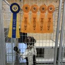 German Shorthaired Pointers from Down N' Birdie Gun Dogs LLC