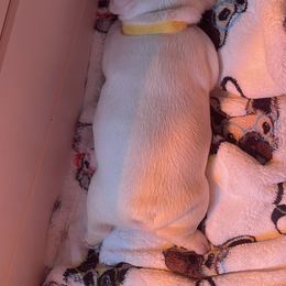 French Bulldog Puppies from Langiappe Frenchies