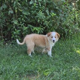 Rosie - Sable and white female English Shepherd puppy in Columbia, Connecticut from Tranquil Morning Farm