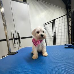 Girl 1 - White female Miniature Schnauzer puppy in Springdale, Arkansas from Rc Kennels