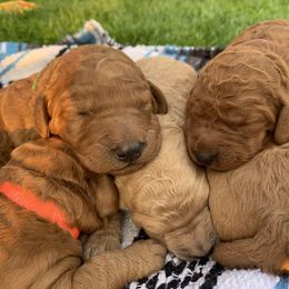 Goldendoodle Puppies from Kindred Goldendoodles