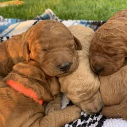 Goldendoodle Puppies from Kindred Goldendoodles